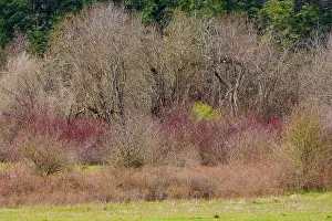 British Columbia Prints: Trees in a park, Elk Lake Park, Saanich Peninsula, Victoria, British Columbia, Canada