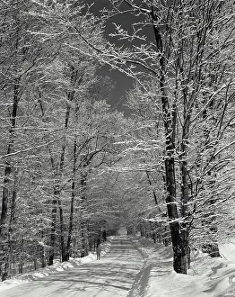 Covering Prints: Trees along a snow covered road