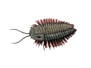 Extinct Prints: Triarthrus eatoni trilobite on white background