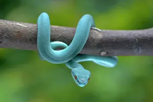 Dangerous Prints: Trimesurus insularis also known as blue viper Trimesurus insularis also known as blue viper Copyright: xZoonar