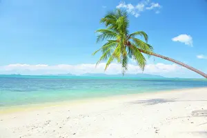 Schoen Prints: tropical beach with coconut palm and sea tropical beach with coconut palm and sea Copyright: xZoonar