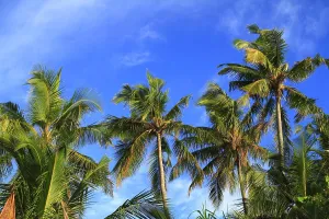 Oasis Prints: Tropical beach Tropical beach on Maldives in the Indian Ocean