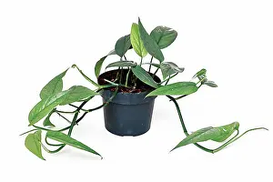 Studio Shots Prints: Tropical Epipremnum Pinnatum Cebu Blue houseplant with silver-blue leaves in flower pot on white background
