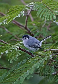 Race Prints: Tropical Gnatcatcher (Polioptila plumbea superciliaris) adult male