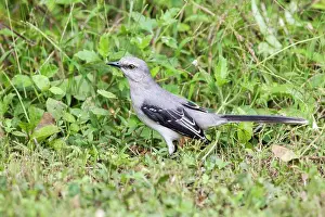Caribbean Prints: Tropical Mockingbird (Mimus gilvus) adult