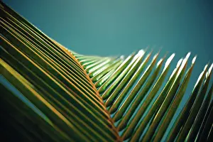 Hawaii Prints: Tropical palm coconut trees on sunset sky flare and bokeh nature