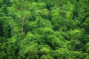 Palme Prints: Tropical rainforest view Tropical rainforest landscape view