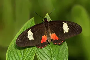Female Animal Prints: True Cattleheart (Parides Arcas) Female