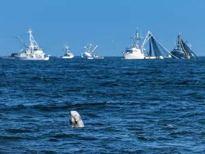 Monterey Bay Prints: Not a true Refuge, Risso's Dolphin spyhops near squid fishing boats in Monterey Bay
