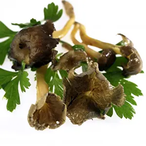 Mushroom Prints: Trumpet Chanterelle Fungi or Autumn Chanterelle
