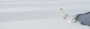 Swans Prints: Trumpeter Swans (Cygnus buccinator) on the edge of the Upper Yellowstone River