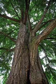 Woody Plant Prints: Trunk of a maidenhair tree in a park Strasbourg France