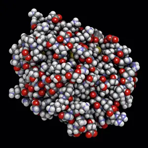 Globe Prints: Trypsin digestive enzyme molecule, illustration