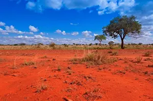 Radius Images Prints: Tsavo National Park, Kenya