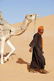 Orient Prints: Tuareg drives camel through desert sand Mandara Libya