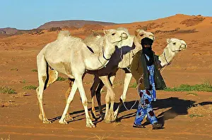 Dried Prints: Tuareg nomad bringing his dromedaries back home from the pasture in the desert