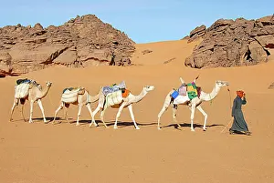 Orient Prints: Tuareg walks with camels through the desert Acacus Libya