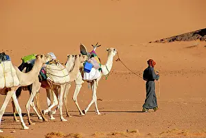 Orient Prints: Tuareg walks with camels through the desert Acacus Libya
