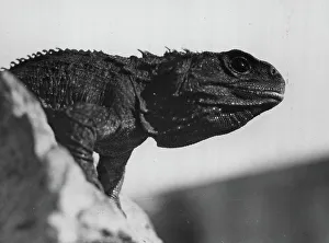 Misc Prints: Tuatara ***** A reptile of up to 2 feet in length which ***** numbers on some 16 islands