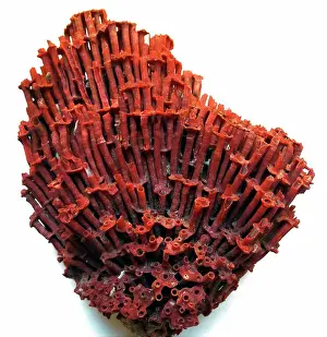 Indian Ocean Prints: Tubipora Musica (organ pipe coral)