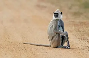 Tropical Prints: Tufted Grey Langur (Semnopithecus priam thersites) adult female