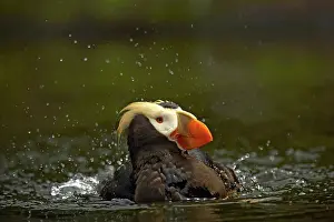 Marine Prints: Tufted Puffin (Fratercula cirrhata) adult, breeding plumage, bathing, Oregon, U.S.A