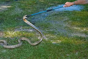 Displaying Prints: Tug-of-War with a Malaysian King Cobra (Ophiophagus hannah) over control of a snake hook