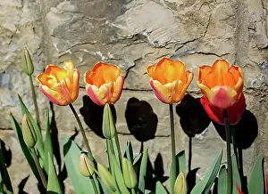 Tulips Prints: Tulip Flowers Blooming in Spring Season