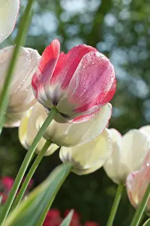 Morphology Botany Prints: Tulip Silverstream in bloom in a garden