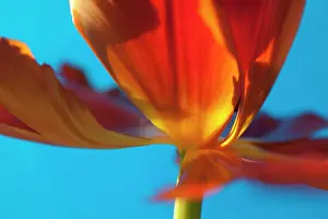 Tulip Prints: Tulip, Tulipa, Close up studio shot of orange coloured flower