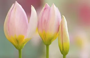 Nurturing Prints: Tulipa Lilac wonder, Tulip