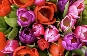 Large Group Prints: Tulips