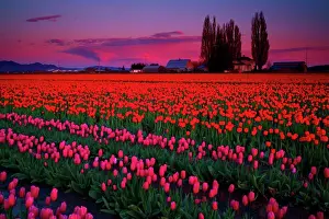 : Tulips in a field at dusk, Roozengaarde, Mt Vernon, Skagit Valley, Washington State, USA
