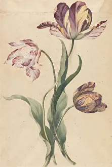 Tulips Prints: Tulips Graphite Watercolor Collage Medium Slightly Textured