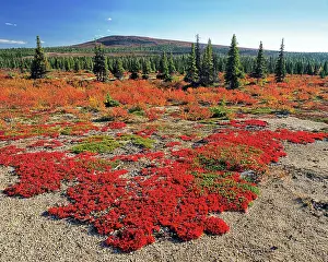 Tundra near George River, Nunavik, Quebec, Canada