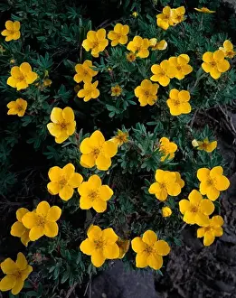 Denali Prints: Tundra rose or shrubby cinquefoil