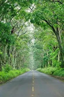 Kauai Prints: Tunnel of Trees, Kauai, Hawaii, United States of America, North America