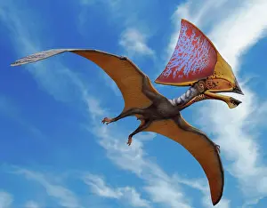 Extinct Prints: Tupandactylus imperator, a pterosaur from the Early Cretaceous Crato Formation of Brazil