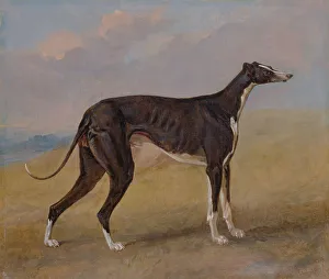 Panel Prints: Turk Greyhound Property George Lane Fox George Garrard