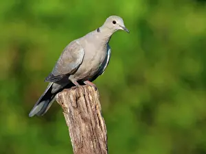 2021 Prints: Türkentaube, Streptopelia decaocto