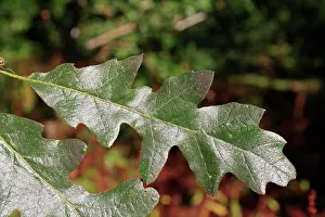 Woods Prints: Turkey Oak (Quercus cerris) close-up of leaf