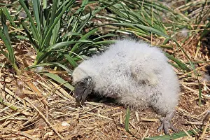Juveniles Prints: Turkey Vulture chick at nest Falkland Islands