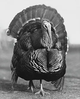 Avian Prints: Turkey walking on the ground