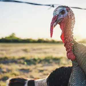 Meat Prints: Turkeys near pasture at sunset