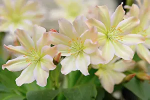 Blossoms Prints: Tweedy's Lewisia (Lewisia tweedyi), Haren, Emsland, Lower Saxony, Germany, Europe
