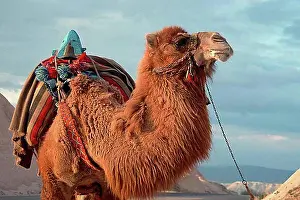 Two-humped Camel, Turkey, Bactrian (Camelus bactrianus) Camel, Asia