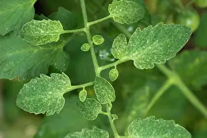 Feeding Prints: Two-spot spider mite, Tetranychus urticae