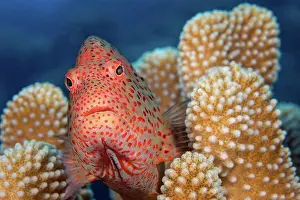 Spine Prints: Typical of this family the Blackside hawkfish (Paracirrhites forsteri)