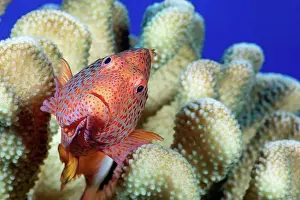 Perch Prints: Typical of this family the Blackside hawkfish (Paracirrhites forsteri)