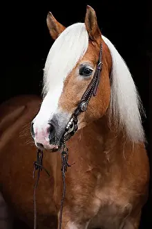 Heads Prints: Tyrolean Haflinger with a western bridle